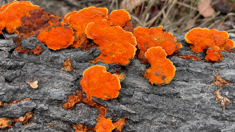 Lolelunga Private Reserve